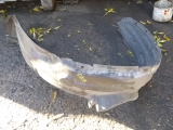 TOYOTA RAV-4 MK3 2000-2005 INNER ARCH LINER - DRIVER 2000,2001,2002,2003,2004,2005TOYOTA RAV-4 MK3 2000-2005 INNER ARCH LINER - DRIVER      Used