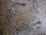 CITROEN RELAY 2014-2024 ADBLUE TANK WIRING LOOM 2014,2015,2016,2017,2018,2019,2020,2021,2022,2023,2024CITROEN RELAY BOXER DUCATO  2014-2024 ADBLUE TANK WIRING LOOM C1028222      Used